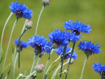 Close-up of purple flowering plants