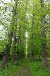 Trees growing in forest