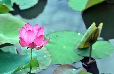 Close-up of lotus water lily in pond