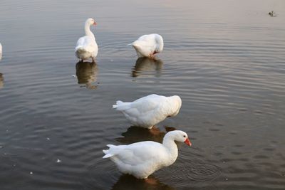 High angle view of swans swimming in lake