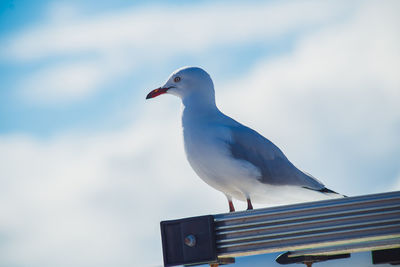 Seagull perching on a bird