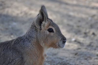 Close-up of animal on ground