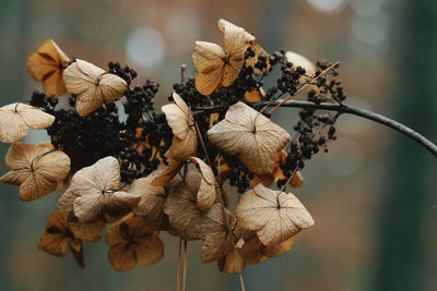 Close-up of wilted plant