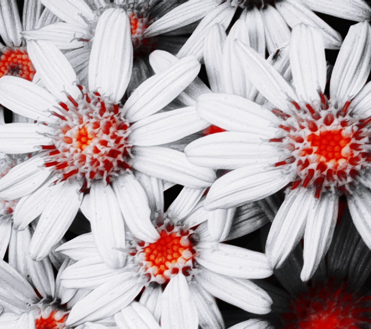 CLOSE UP OF WHITE DAISY FLOWERS