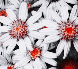 Close-up of white daisy flowers