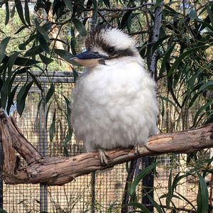 Close-up of bird perching on branch