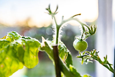 Close-up of fresh green plant