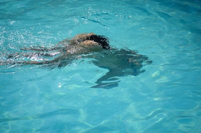 High angle view of swimming underwater in sea