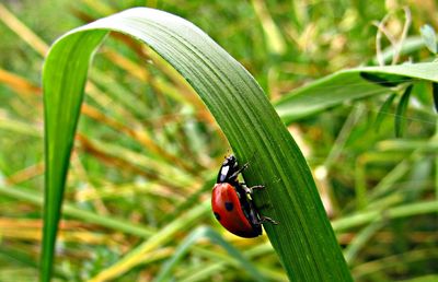 Close-up of ladybug on leaf
