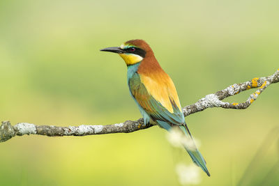 Close-up of bird perching on branch