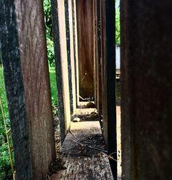 Trees in park