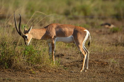 Horse grazing on field
