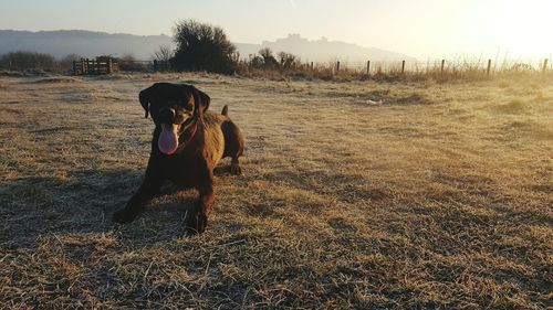 Dog on field against sky