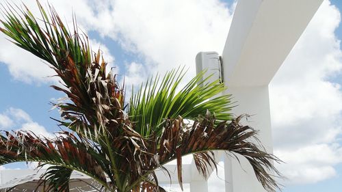 High section of palm tree against the sky