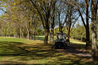 Trees in park