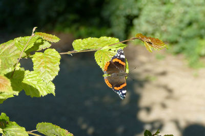 Close-up of butterfly on plant