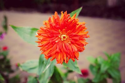 Close-up of red flower