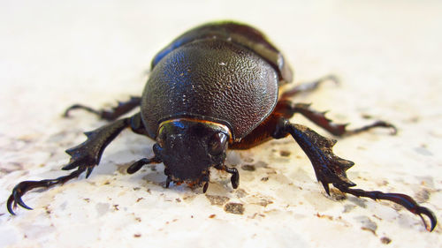 Close-up of scarab beetle