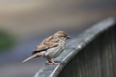 Close-up of bird perching on railing
