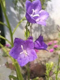 Close-up of purple crocus blooming outdoors