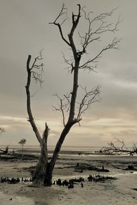 Bare tree on beach against sky during sunset