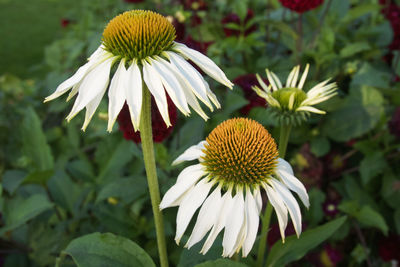 Close-up of white flowering plant