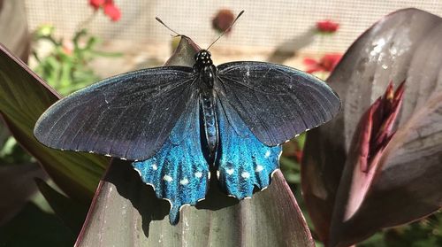 Close-up of butterfly on flower