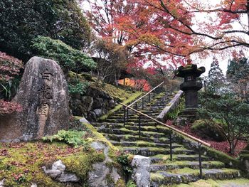 Low angle view of cherry blossom trees in park