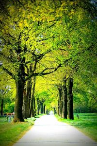 Empty road with trees in background