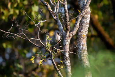 Cute bird in the forest