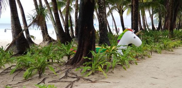 White palm trees by plants on land