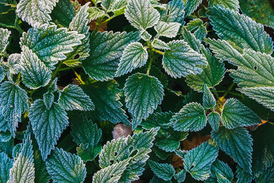 Full frame shot of fresh green leaves