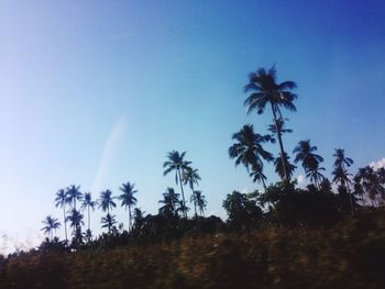 Low angle view of palm trees against blue sky