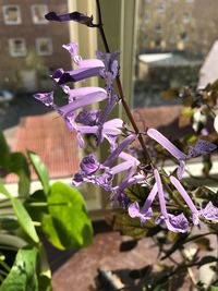 Close-up of purple flowers blooming outdoors