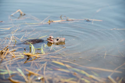 Close-up of rat swimming at lake
