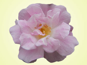 Close-up of pink rose over white background