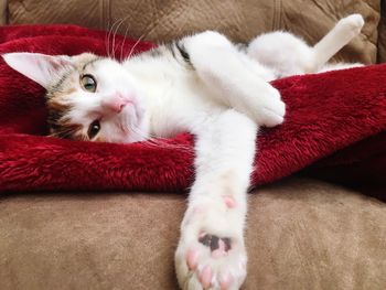 Close-up portrait of a cat lying down on burgundy blanket