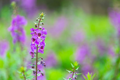 Close-up of butterfly on purple flowering plant