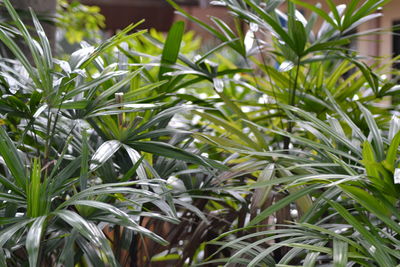 Close-up of fresh green plant