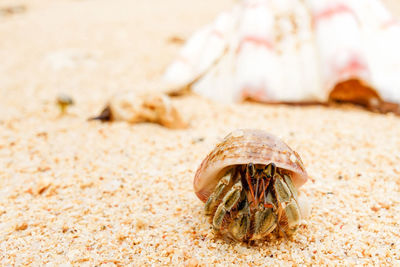 Close-up of hermit crab on sand