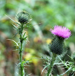 Close-up of thistle on plant