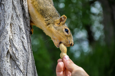 Close-up of hand holding squirrel on tree