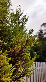 Close-up of pine tree