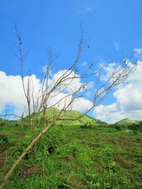 Bare tree on field against sky