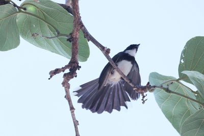 Low angle view of bird perching on tree against sky