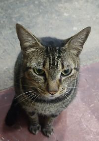Close-up portrait of cat, looking at camera
