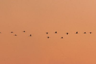 Flock of birds flying against clear sky during sunset