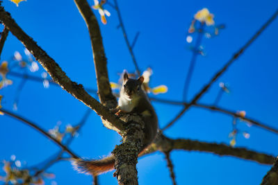 Low angle view of a tree