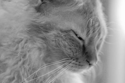 Close-up of cat looking away