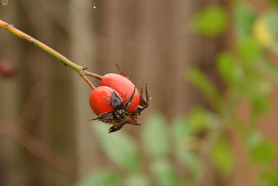 Close-up of insect on fruit